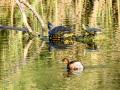 Zampullin Comun - Tachybaptus ruficollis - Cabusset comú