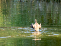 Zampullin Comun - Tachybaptus ruficollis - Cabusset comú