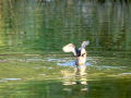 Zampullin Comun - Tachybaptus ruficollis - Cabusset comú