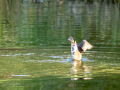 Zampullin Comun - Tachybaptus ruficollis - Cabusset comú