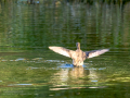 Zampullin Comun - Tachybaptus ruficollis - Cabusset comú