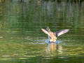 Zampullin Comun - Tachybaptus ruficollis - Cabusset comú
