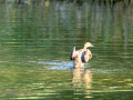 Zampullin Comun - Tachybaptus ruficollis - Cabusset comú