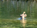 Zampullin Comun - Tachybaptus ruficollis - Cabusset comú