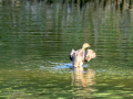 Zampullin Comun - Tachybaptus ruficollis - Cabusset comú