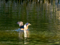 Zampullin Comun - Tachybaptus ruficollis - Cabusset comú