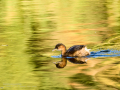 Zampullin Comun - Tachybaptus ruficollis - Cabusset comú