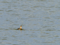 Zampullin Comun - Tachybaptus ruficollis - Cabusset comú