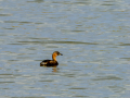 Zampullin Comun - Tachybaptus ruficollis - Cabusset comú