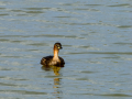 Zampullin Comun - Tachybaptus ruficollis - Cabusset comú