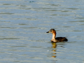 Zampullin Comun - Tachybaptus ruficollis - Cabusset comú Zampullin Comun - Tachybaptus ruficollis - Cabusset comú