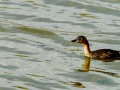 Zampullin Comun - Tachybaptus ruficollis - Cabusset comú