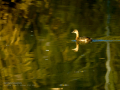 Zampullin Comun - Tachybaptus ruficollis - Cabusset comú