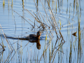 Zampullin Comun - Tachybaptus ruficollis - Cabusset comú