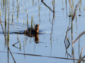 Zampullin Comun - Tachybaptus ruficollis - Cabusset comú
