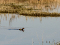 Zampullin Comun - Tachybaptus ruficollis - Cabusset comú