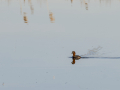 Zampullin Comun - Tachybaptus ruficollis - Cabusset comú