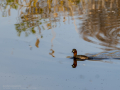 Zampullin Comun - Tachybaptus ruficollis - Cabusset comú