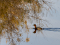 Zampullin Comun - Tachybaptus ruficollis - Cabusset comú