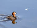 Zampullin Comun - Tachybaptus ruficollis - Cabusset comú