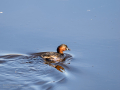 Zampullin Comun - Tachybaptus ruficollis - Cabusset comú