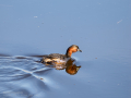 Zampullin Comun - Tachybaptus ruficollis - Cabusset comú