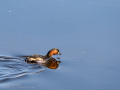 Zampullin Comun - Tachybaptus ruficollis - Cabusset comú