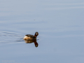 Zampullin Comun - Tachybaptus ruficollis - Cabusset comú