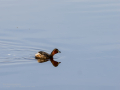 Zampullin Comun - Tachybaptus ruficollis - Cabusset comú