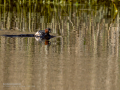 Zampullin Comun - Tachybaptus ruficollis - Cabusset comú