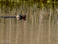 Zampullin Comun - Tachybaptus ruficollis - Cabusset comú