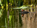 Zampullin Comun - Tachybaptus ruficollis - Cabusset comú