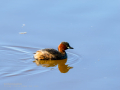 Zampullin Comun - Tachybaptus ruficollis - Cabusset comú