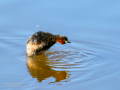 Zampullin Comun - Tachybaptus ruficollis - Cabusset comú