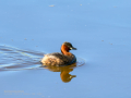 Zampullin Comun - Tachybaptus ruficollis - Cabusset comú
