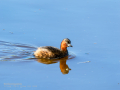 Zampullin Comun - Tachybaptus ruficollis - Cabusset comú