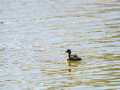 Zampullin Comun - Tachybaptus ruficollis - Cabusset comú
