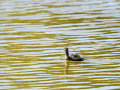 Zampullin Comun - Tachybaptus ruficollis - Cabusset comú