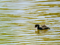 Zampullin Comun - Tachybaptus ruficollis - Cabusset comú
