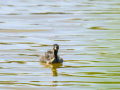 Zampullin Comun - Tachybaptus ruficollis - Cabusset comú