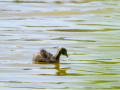 Zampullin Comun - Tachybaptus ruficollis - Cabusset comú