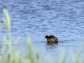 Zampullin Comun - Tachybaptus ruficollis - Cabusset comú