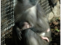 Zoo Barcelona-002