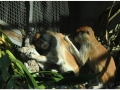 Zoo Barcelona-005