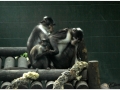 Zoo Barcelona-006