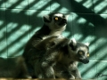 Zoo Barcelona-007