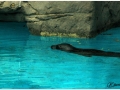 Zoo Barcelona-010