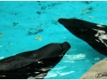 Zoo Barcelona-011