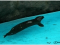Zoo Barcelona-012