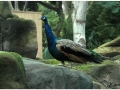 Zoo Barcelona-013